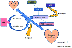 Graphical abstract: Diosgenin, a steroidal saponin, prevents hypertension, cardiac remodeling and oxidative stress in adenine induced chronic renal failure rats