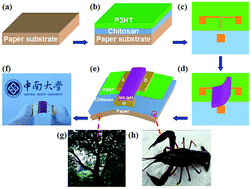 Graphical abstract: Flexible organic field-effect transistors on biodegradable cellulose paper with efficient reusable ion gel dielectrics