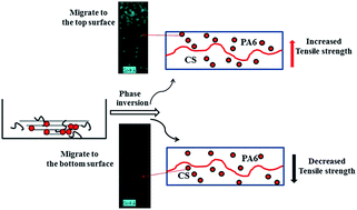 Graphical abstract: The influence of nanofillers migration on the mechanical property of PA6/chitosan nanocomposites