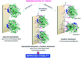 Graphical abstract: Improved performance of lipases immobilized on heterofunctional octyl-glyoxyl agarose beads