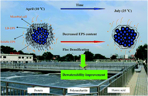 Graphical abstract: Understanding the evolution of stratified extracellular polymeric substances in full-scale activated sludges in relation to dewaterability