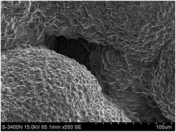 Graphical abstract: Study on the performance of an improved Ti/SnO2–Sb2O3/PbO2 based on porous titanium substrate compared with planar titanium substrate