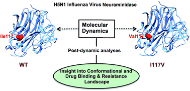 Graphical abstract: Single H5N1 influenza A neuraminidase mutation develops resistance to oseltamivir due to distorted conformational and drug binding landscape: multiple molecular dynamics analyses