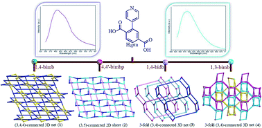 Graphical abstract: Syntheses, structures, topologies, and luminescence properties of four coordination polymers based on bifunctional 6-(4-pyridyl)-terephthalic acid and bis(imidazole) bridging linkers