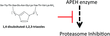 Graphical abstract: Screening of β-hairpin peptide-engrafted 1,2,3-triazoles to identify APEH enzyme inhibitors