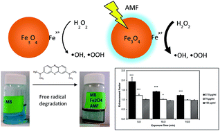 Graphical abstract: Accelerated generation of free radicals by iron oxide nanoparticles in the presence of an alternating magnetic field