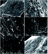 Graphical abstract: Efficacy of variable dosage of aspirin in combating methotrexate-induced intestinal toxicity