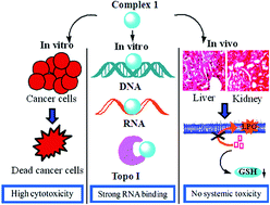 Graphical abstract: Crystal structure determination, spectroscopic characterization and biological profile of a tailored ionic molecular entity, Sn(iv) iminodiacetic acid–piperazinediium conjugate: in vitro DNA/RNA binding studies, Topo I inhibition activity, cytotoxic and systemic toxicity studies