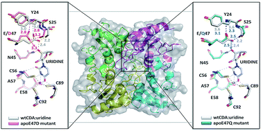 Graphical abstract: Functional and structural evidence for the catalytic role played by glutamate-47 residue in the mode of action of Mycobacterium tuberculosis cytidine deaminase