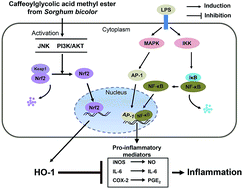 Graphical abstract: Caffeoylglycolic acid methyl ester, a major constituent of sorghum, exhibits anti-inflammatory activity via the Nrf2/heme oxygenase-1 pathway