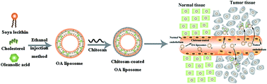 Graphical abstract: Preparation and study on anti-tumor effect of chitosan-coated oleanolic acid liposomes