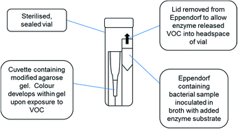 Graphical abstract: Analysis of pathogenic bacteria using exogenous volatile organic compound metabolites and optical sensor detection