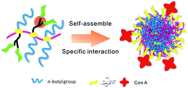 Graphical abstract: Glycosylation of polyphosphazenes by thiol-yne click chemistry for lectin recognition