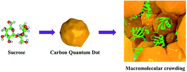 Graphical abstract: Carbon quantum dots as a macromolecular crowder