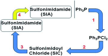 Graphical abstract: A convenient synthetic route to sulfonimidamides from sulfonamides