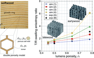 Graphical abstract: Poromechanical modeling of moisture induced swelling anisotropy in cellular tissues of softwoods