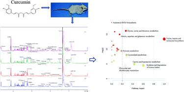 Graphical abstract: NMR-based metabolomics reveals distinct pathways mediated by curcumin in cachexia mice bearing CT26 tumor