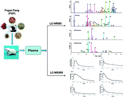 Graphical abstract: Identification and pharmacokinetics of the major constituents of Fugan Fang in rat plasma