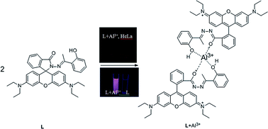 Graphical abstract: A novel sensitive fluorescent turn-on probe for rapid detection of Al3+ and bioimaging