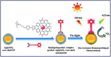 Graphical abstract: Ru(ii)–polypyridyl complex-grafted silica nanohybrids: versatile hybrid materials for Raman spectroscopy and photocatalysis