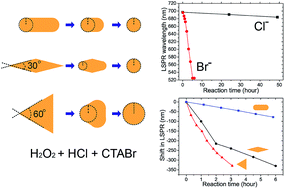 Graphical abstract: Reshaping anisotropic gold nanoparticles through oxidative etching: the role of the surfactant and nanoparticle surface curvature