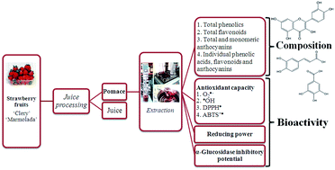 Graphical abstract: Chemical composition and potential bioactivity of strawberry pomace