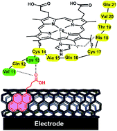 Graphical abstract: Enhanced electroactivity and substrate affinity of microperoxidase-11 attached to pyrene-linkers π–π stacked on carbon nanostructure electrodes
