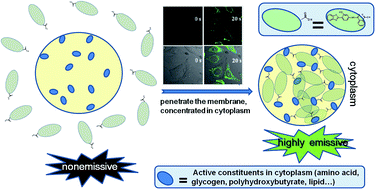 Graphical abstract: Easily fixed simple small ESIPT molecule with aggregation induced emission for fast and photostable “turn-on” bioimaging