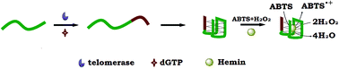 Graphical abstract: Simple, PCR-free telomerase activity detection using G-quadruplex–hemin DNAzyme