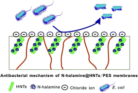 Graphical abstract: High-flux, antibacterial ultrafiltration membranes by facile blending with N-halamine grafted halloysite nanotubes