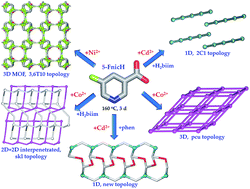Graphical abstract: Exploring 5-fluoronicotinic acid as a versatile building block for the generation of topologically diverse metal–organic and supramolecular Ni, Co, and Cd networks
