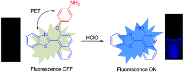 Graphical abstract: A highly sensitive and selective “turn-on” fluorescent probe for hypochlorous acid monitoring