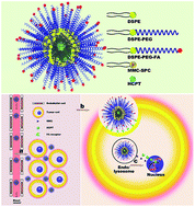 Graphical abstract: Tumor-targeted co-delivery of mitomycin C and 10-hydroxycamptothecin via micellar nanocarriers for enhanced anticancer efficacy