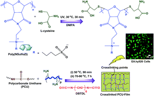 Graphical abstract: Manipulation of polycarbonate urethane bulk properties via incorporated zwitterionic polynorbornene for tissue engineering applications