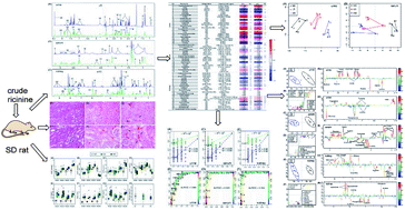 Graphical abstract: Chronic toxicity of crude ricinine in rats assessed by 1H NMR metabolomics analysis