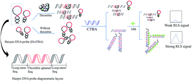 Graphical abstract: Combining a loop-stem aptamer sequence with methylene blue: a simple assay for thrombin detection by resonance light scattering technique