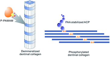 Graphical abstract: Use of multifunctional phosphorylated PAMAM dendrimers for dentin biomimetic remineralization and dentinal tubule occlusion