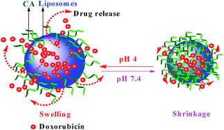 Graphical abstract: Novel pH-sensitive drug carriers of carboxymethyl-hexanoyl chitosan (Chitosonic® Acid) modified liposomes