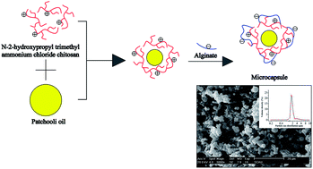 Graphical abstract: Preparation and characterization of alginate–N-2-hydroxypropyl trimethyl ammonium chloride chitosan microcapsules loaded with patchouli oil