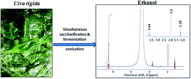 Graphical abstract: Single step production of bioethanol from the seaweed Ulva rigida using sonication