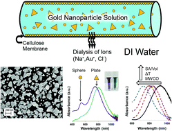 Graphical abstract: A high yield, controllable process for producing tunable near infrared-absorbing gold nanoplates