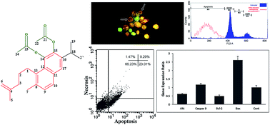 Graphical abstract: Abietane diterpenoid of Salvia sahendica Boiss and Buhse potently inhibits MCF-7 breast carcinoma cells by suppression of the PI3K/AKT pathway