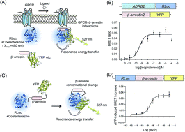 Graphical abstract: Bioluminescent tools for the analysis of G-protein-coupled receptor and arrestin interactions