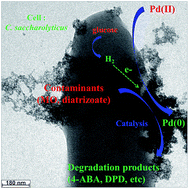Graphical abstract: Palladium nanoparticles produced and dispersed by Caldicellulosiruptor saccharolyticus enhance the degradation of contaminants in water