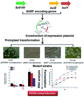 Graphical abstract: Effect of overexpression of endogenous and exogenous Streptomyces antibiotic regulatory proteins on tacrolimus (FK506) production in Streptomyces sp. KCCM11116P