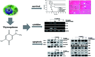 Graphical abstract: Thymoquinone, a bioactive component of Nigella sativa Linn seeds or traditional spice, attenuates acute hepatic failure and blocks apoptosis via the MAPK signaling pathway in mice