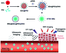 Graphical abstract: A near infrared fluorescent/ultrasonic bimodal contrast agent for imaging guided pDNA delivery via ultrasound targeted microbubble destruction