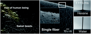 Graphical abstract: Towards an improved understanding of liquid transportation along a hair fiber: ratchet-like microstructure induced capillary rise