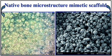 Graphical abstract: Phase-induced porous composite microspheres sintered scaffold with protein–mineral interface for bone tissue engineering