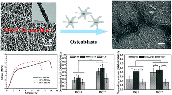 Graphical abstract: Composite mesoporous silica nanoparticle/chitosan nanofibers for bone tissue engineering